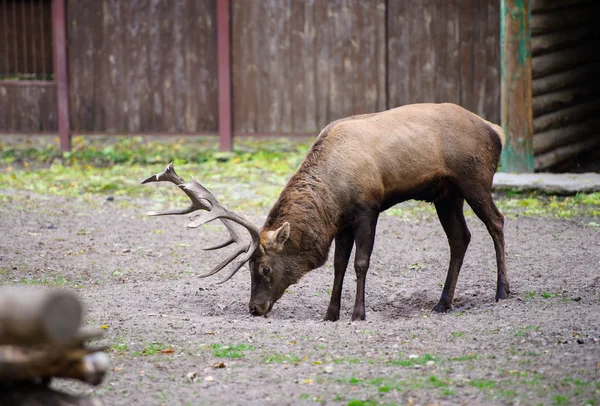 Wild grote herten — Stockfoto