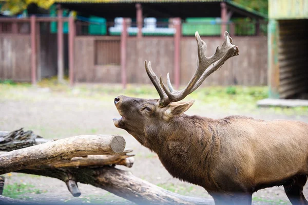 野生の大きな鹿 — ストック写真