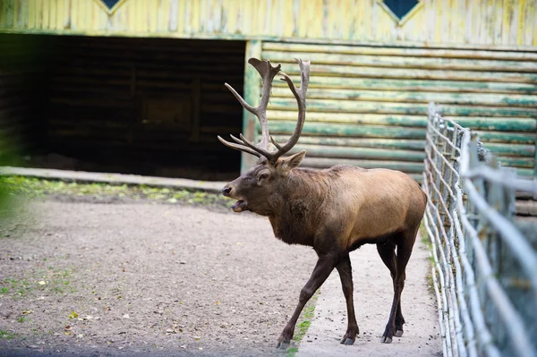 Wild grote herten — Stockfoto