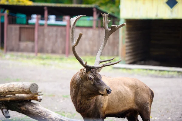 Wild grote herten — Stockfoto