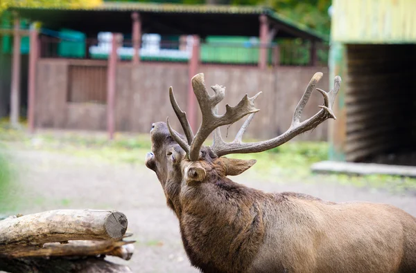 野生の大きな鹿 — ストック写真