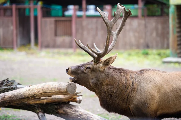 Wild grote herten — Stockfoto