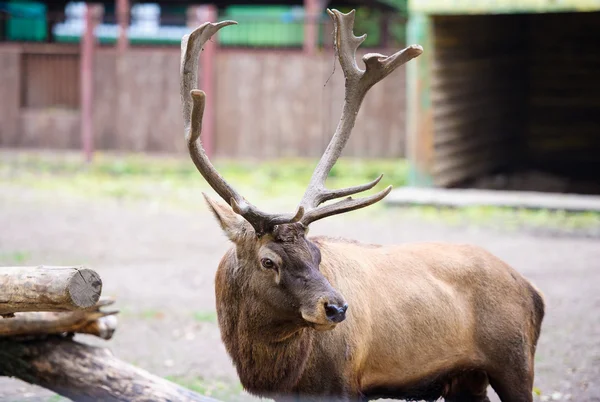 Wild grote herten — Stockfoto