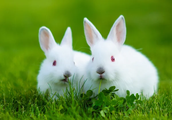 Conejo blanco bebé divertido Imagen De Stock