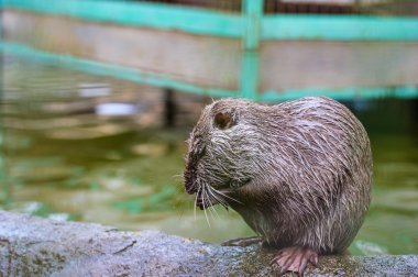 Asya yaban eğitimin
