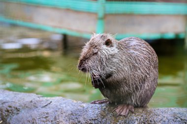 Asya yaban eğitimin