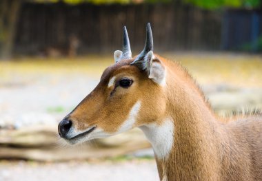 Genç nilgai antilop