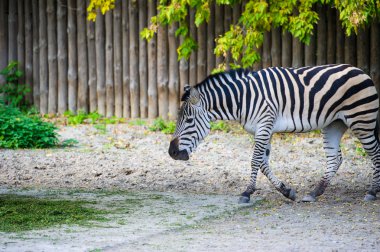 Afrika Zebra ayakta
