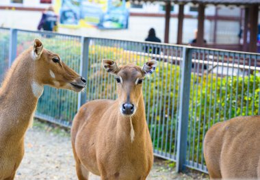Genç nilgai antilop