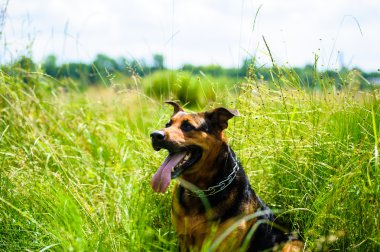 Mutlu sevimli köpek