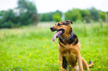 Mutlu sevimli köpek