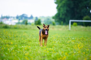 Mutlu sevimli köpek
