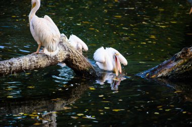Beyaz Pelikan suya yakın