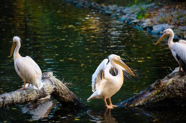 Beyaz Pelikan suya yakın