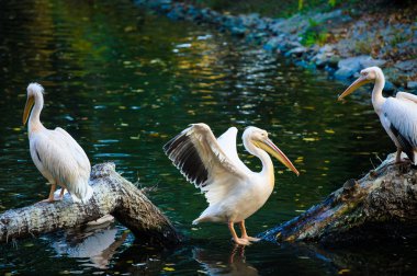 Beyaz Pelikan suya yakın