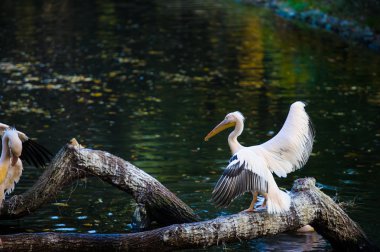 Beyaz Pelikan suya yakın