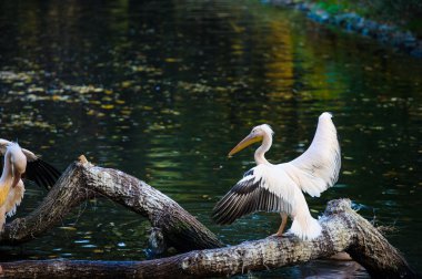 Beyaz Pelikan suya yakın