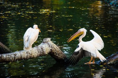 Beyaz Pelikan suya yakın