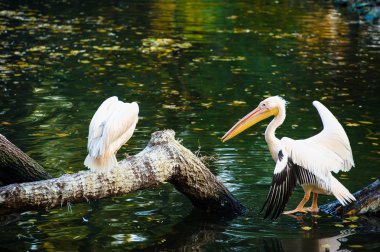 Beyaz Pelikan suya yakın