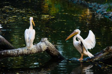 Beyaz Pelikan suya yakın