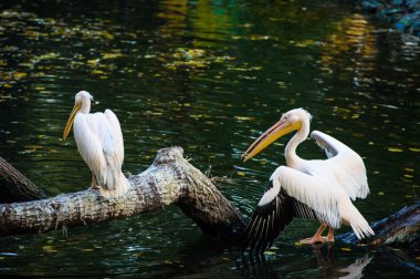 Beyaz Pelikan suya yakın
