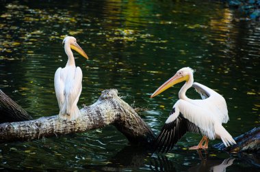 Beyaz Pelikan suya yakın