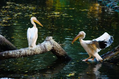 Beyaz Pelikan suya yakın