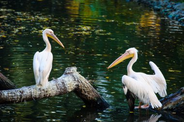 Beyaz Pelikan suya yakın