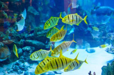 Deniz balıklar yüzme