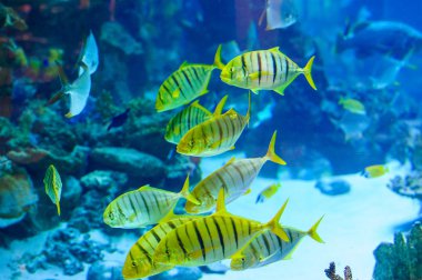 Deniz balıklar yüzme