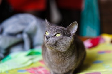 komik genç kedi