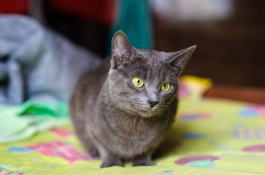 komik genç kedi