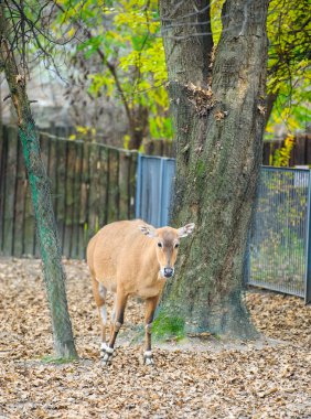 Genç nilgai antilop