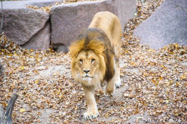 Aslan yürüyüş