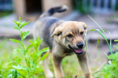 köpek 2 ay