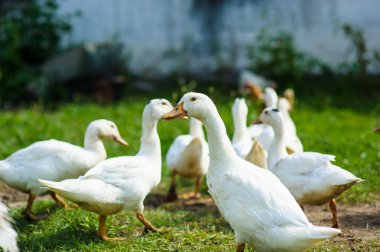 bir çiftlikte ördek