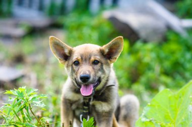 köpek 2 ay