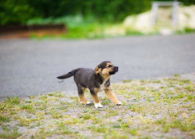 köpek 2 ay