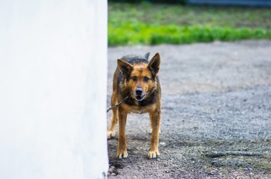 kızgın köpek