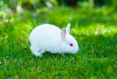 komik bebek beyaz tavşan çim