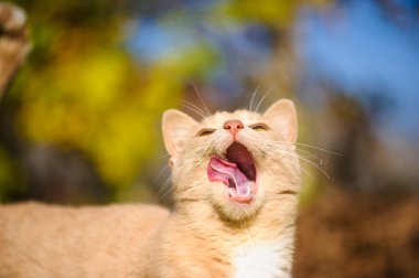 Komik Kızıl saçlı kedi