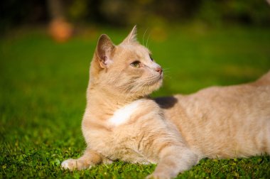 Komik Kızıl saçlı kedi