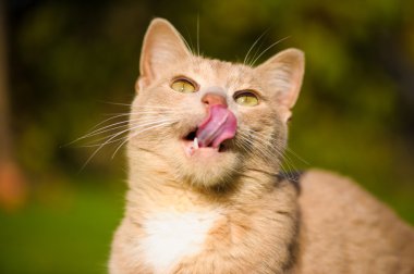 Komik Kızıl saçlı kedi