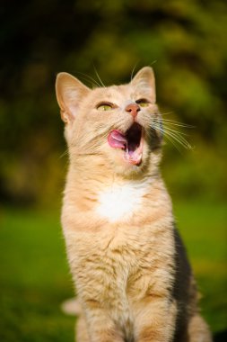 Komik Kızıl saçlı kedi