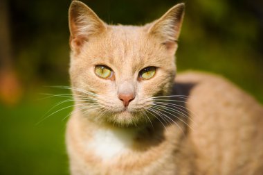 Komik Kızıl saçlı kedi