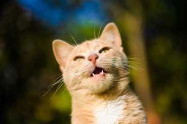 Komik Kızıl saçlı kedi