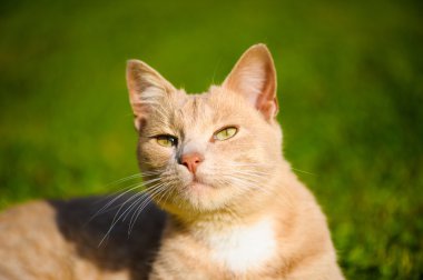 Komik Kızıl saçlı kedi