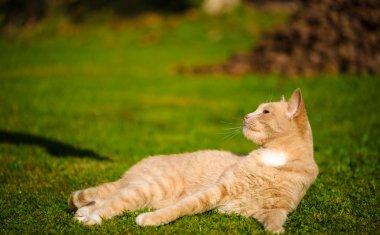 Komik Kızıl saçlı kedi