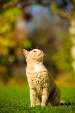 Komik Kızıl saçlı kedi