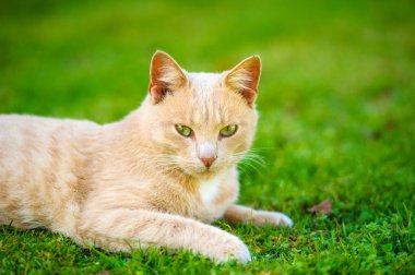 Komik Kızıl saçlı kedi